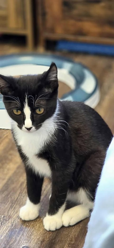 Black and White kitten