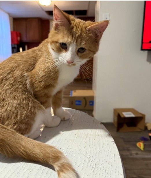 Cheeto is an orange and white kitten 