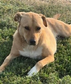 A brown and white dog is laying in the grass.