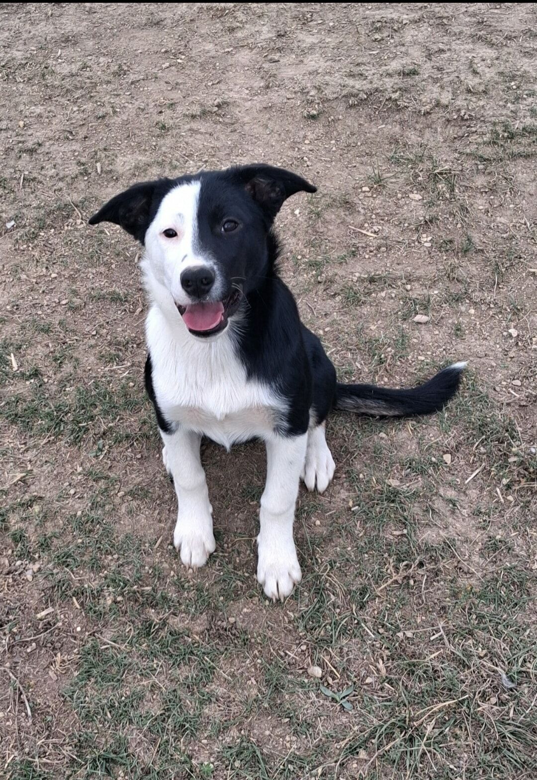 Black and White border collie and husky puppy  