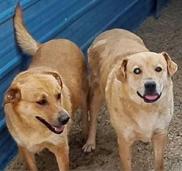 Two brown dogs are standing next to each other and smiling