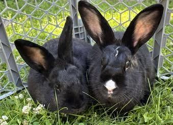 Two black rabbits are sitting next to each other in the grass.