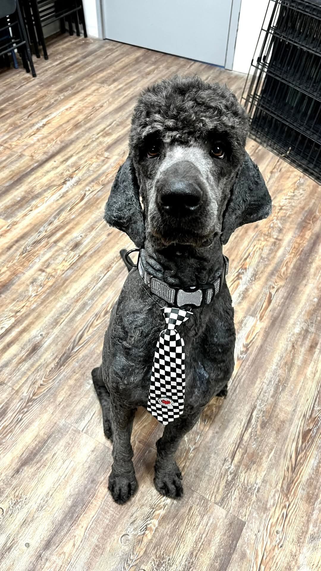 Pablo is a black poodle wearing a checkered tie is sitting on a wooden floor.