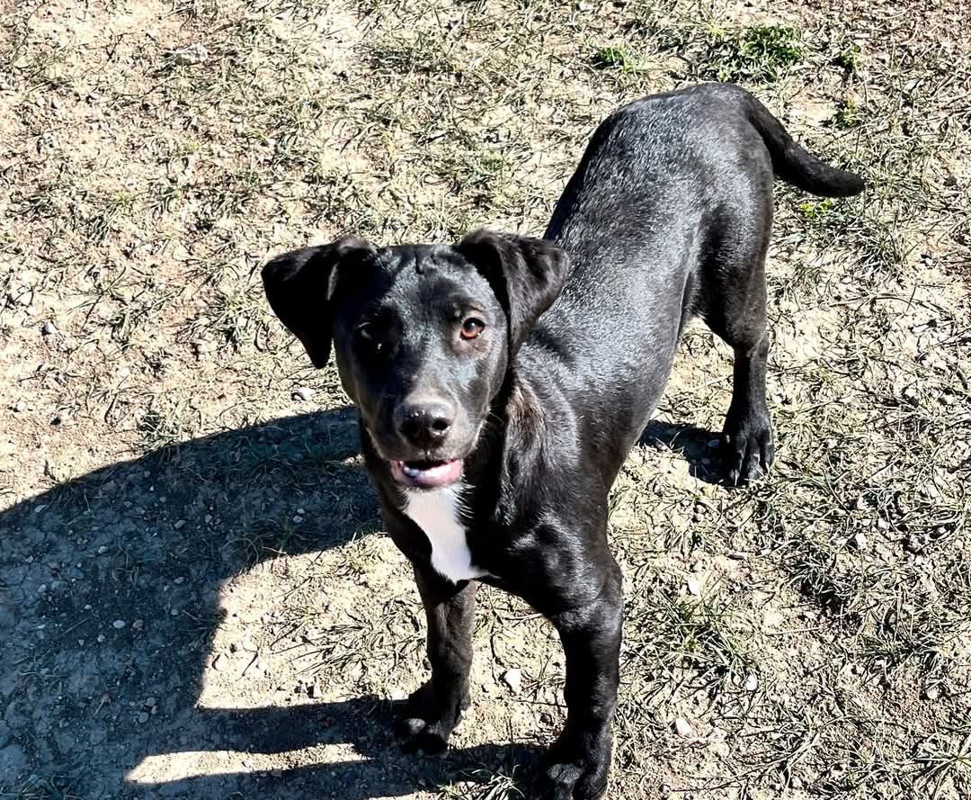 Star is a black dog with a white spot on its chest is standing in a field.