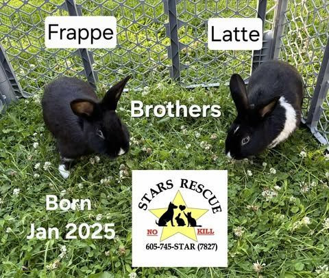 Two black and white rabbits are standing next to each other in the grass.