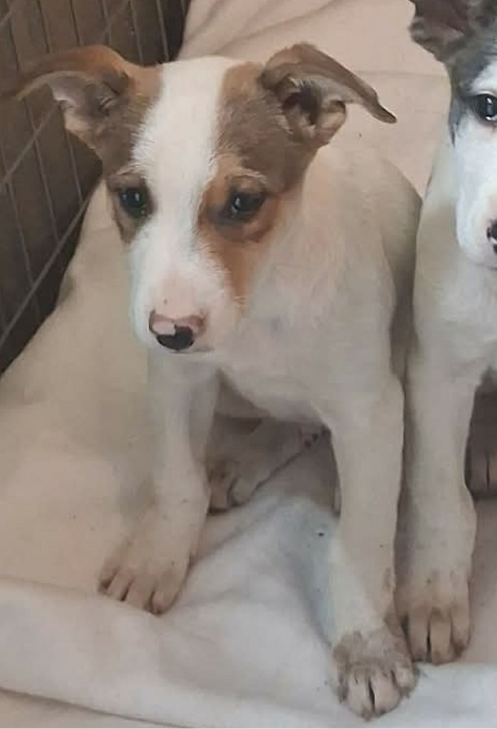 A white puppy with light brown ears with the left side of its face the same brown color of its ears. 