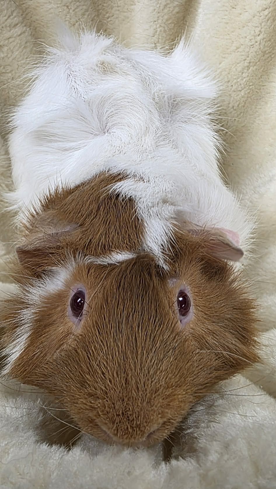 Gary is a white Guinea Pig with a brown head and reddish eyes. 