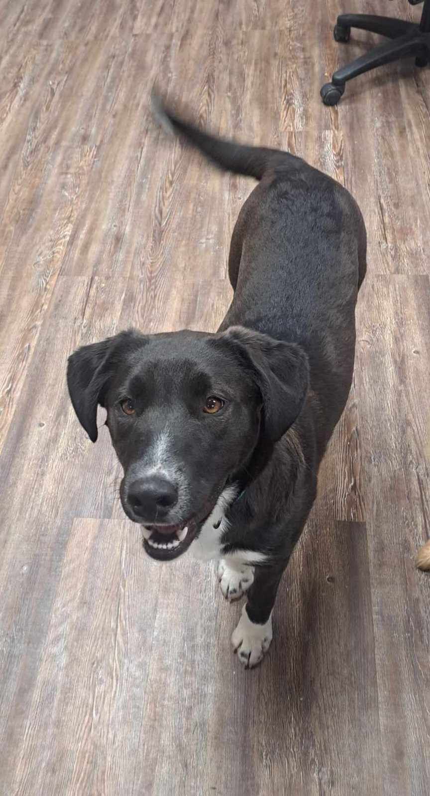 Grace is a black dog with white paws is standing on a wooden floor.