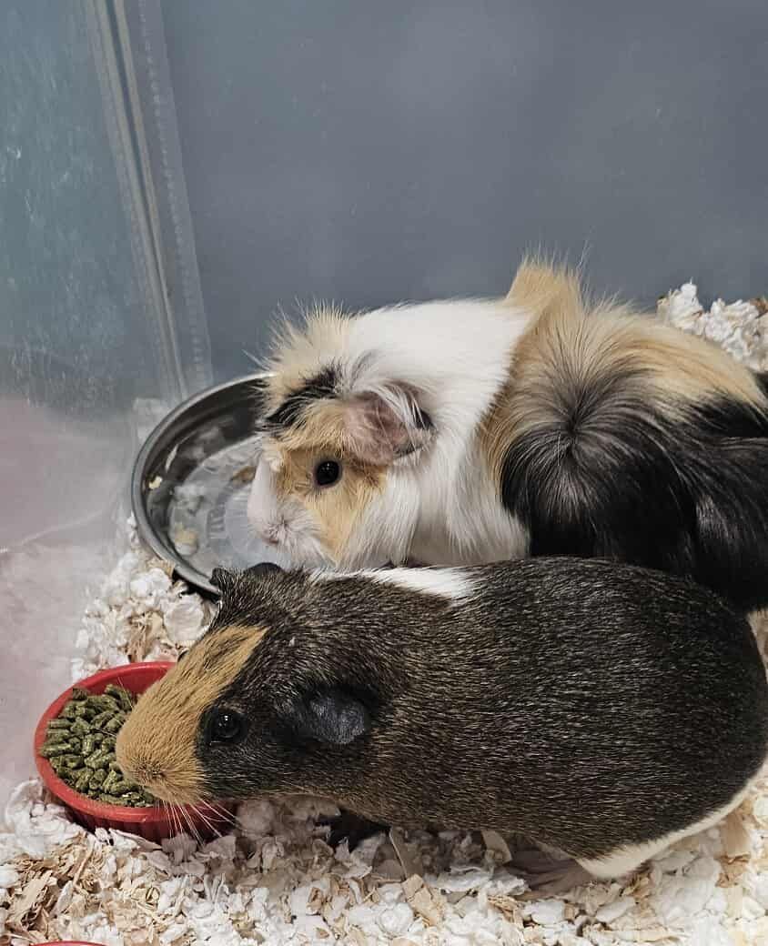Two guinea pigs are sitting next to each other in a cage next to thier food bowls.