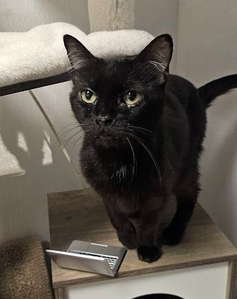 Hailey is a black cat is sitting on top of a wooden box.