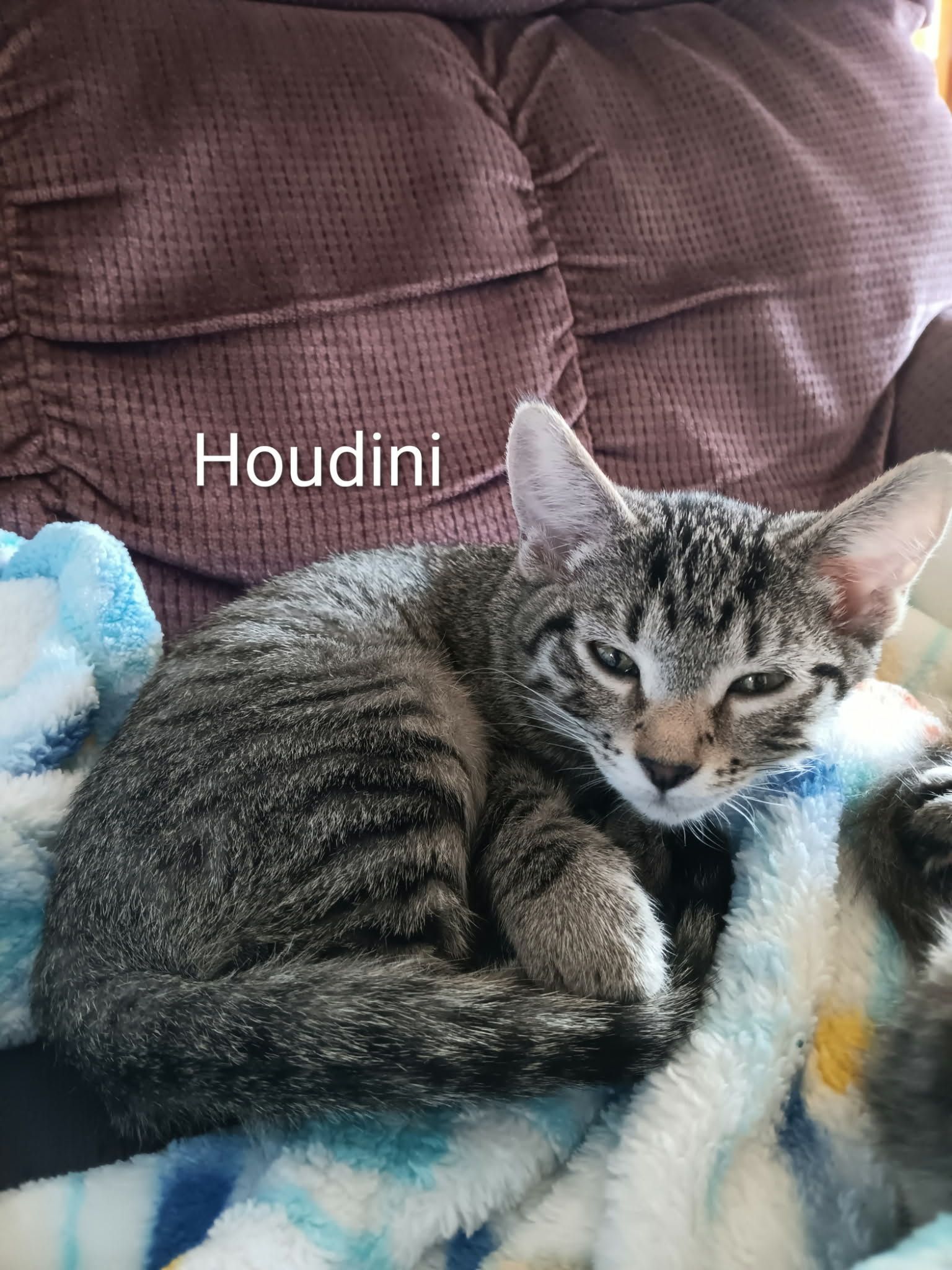 A tabby cat stands on a blue cloth, another cat peeks from behind.
