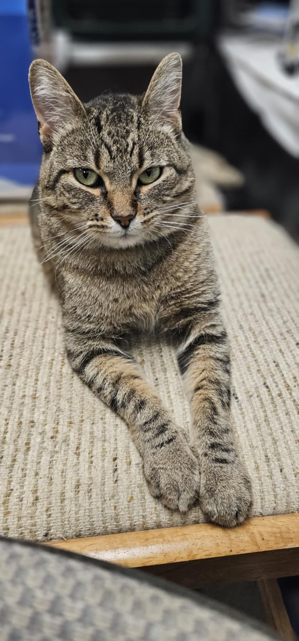 Ida is a cat is laying on the carpet.
