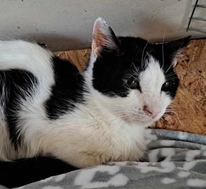 Ziggy is a black and white cat is laying on a blanket on a bed.