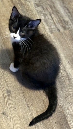 Black and white kitten on wood floor