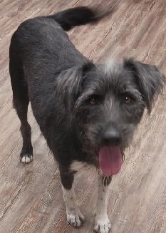 Reo is a black dog is standing on a wooden floor with its tongue hanging out.