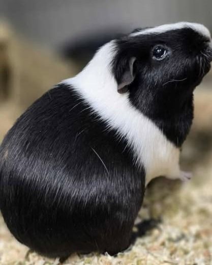 Jack is a male adult black Guinea Pig with one white banded stripe on his tummy and one white strip down the middle of his head. 