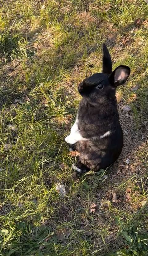 A black and white rabbit is sitting in the grass.