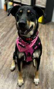Kiwi is a black and brown dog wearing a pink harness and bandana is sitting on a wooden floor.