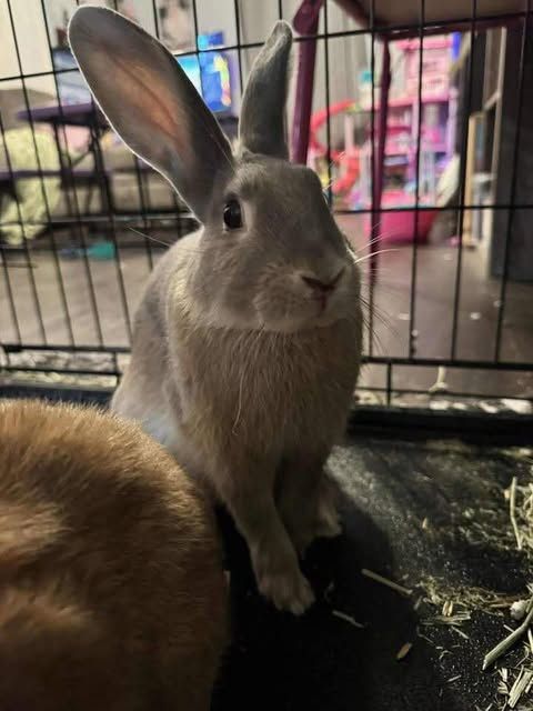 A rabbit is sitting in a cage next to another rabbit.