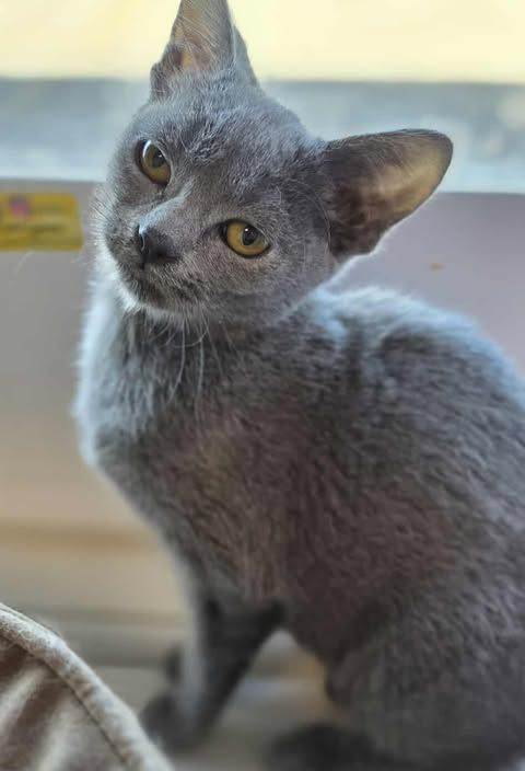 Little grey kitten 