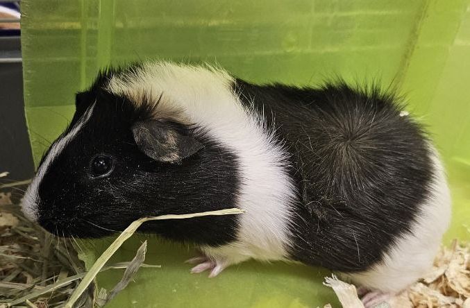 New animals coming soon