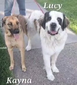 Two dogs , Lucy and Kayna , are standing next to each other on a sidewalk.