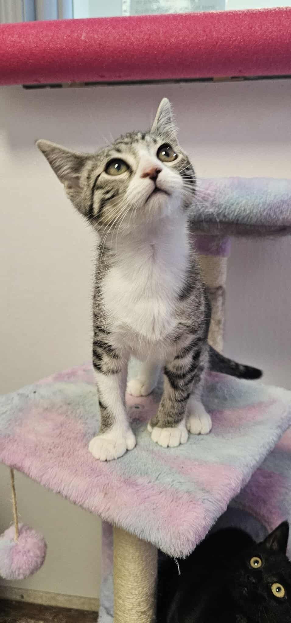 A photo of a brown tiger stripe cat with a white chest standing on a cat tree. 