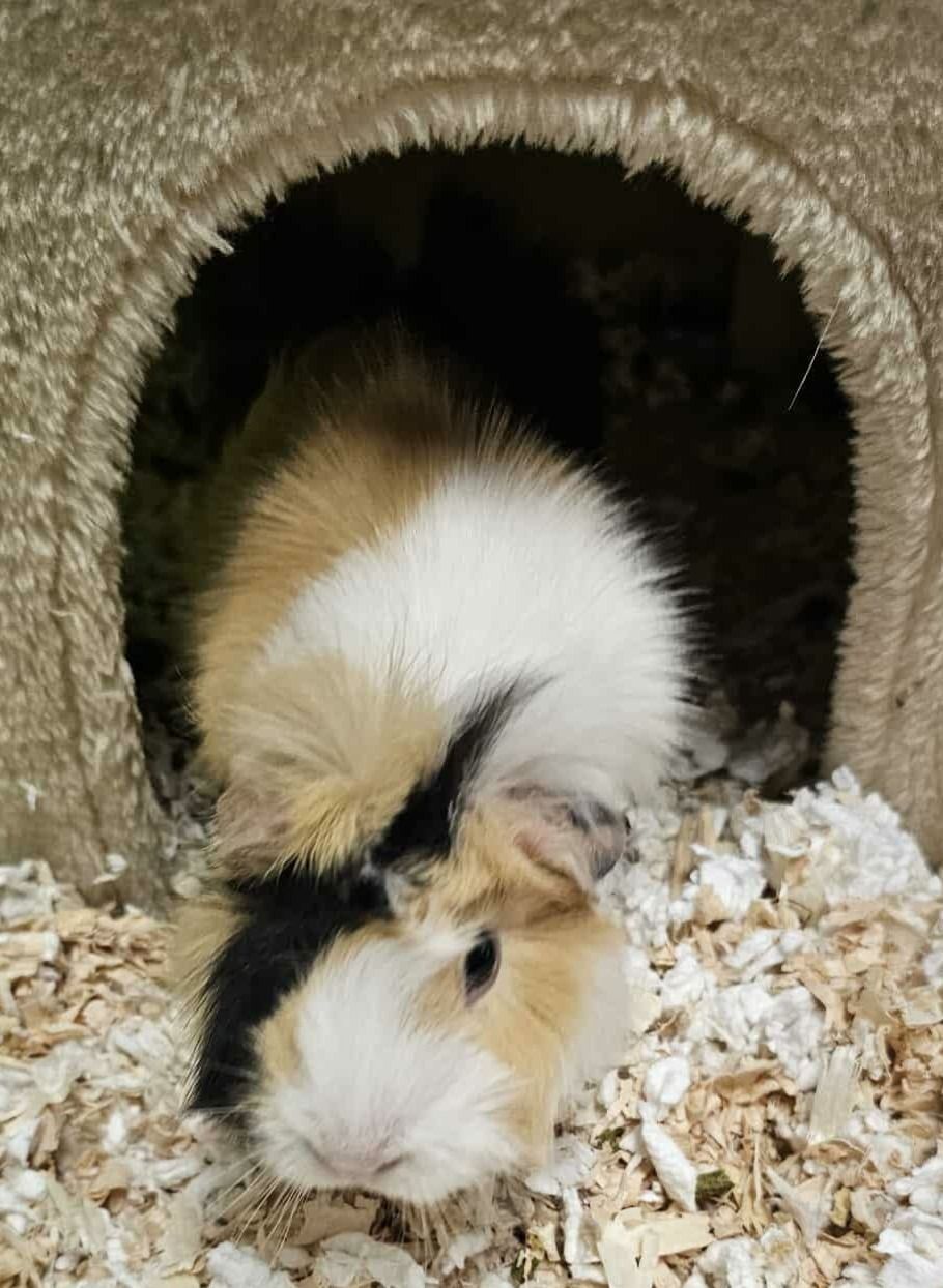 Muffin is a white, tan, and dark brown female pig.