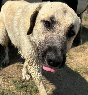 This is a photo of Naples the dog with its tongue hanging out.