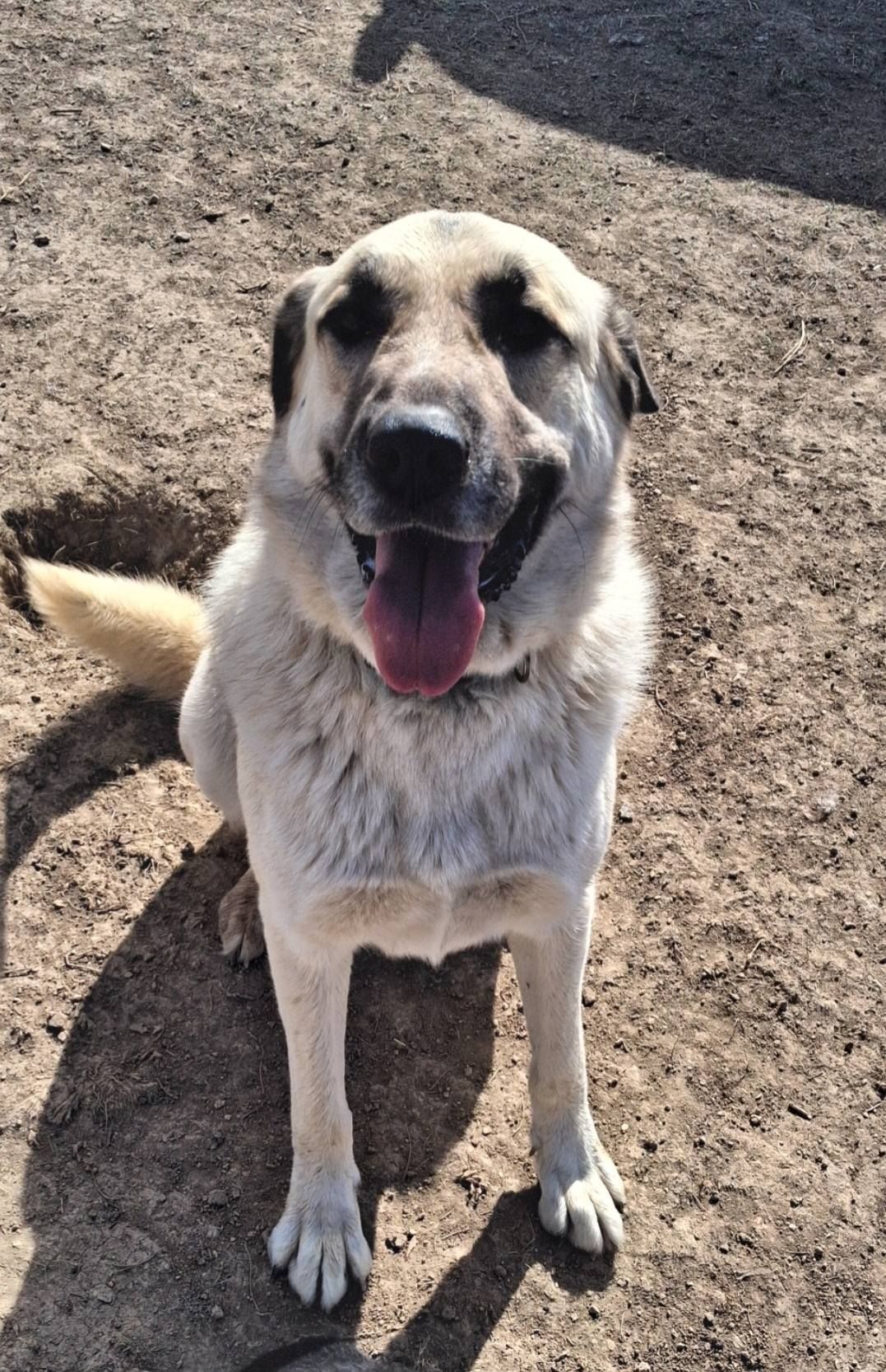 This is a photo of Naples a light brown dog with its tongue hanging out.