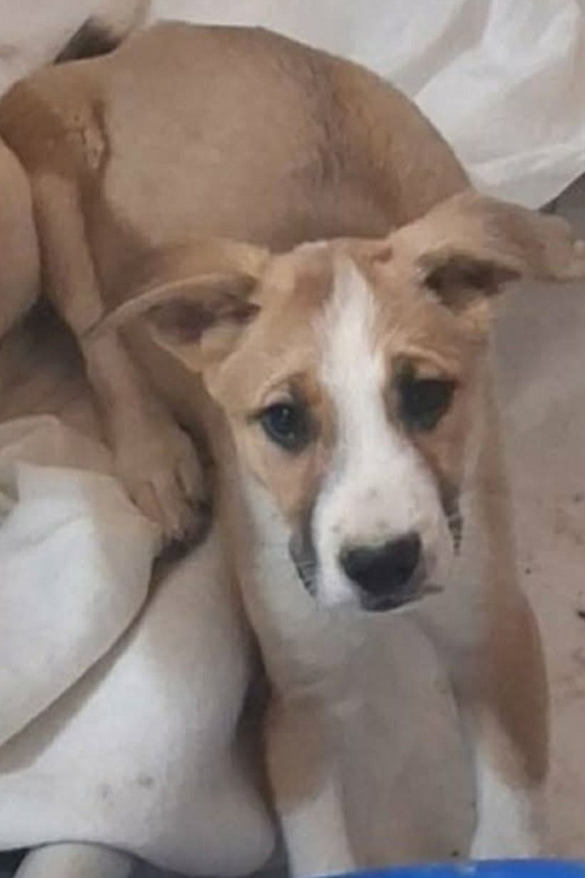 Brown and white faced puppy sitting on a blanket.
