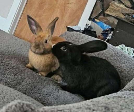 One brown rabbit sitting next to a black rabbit on a blanket. 