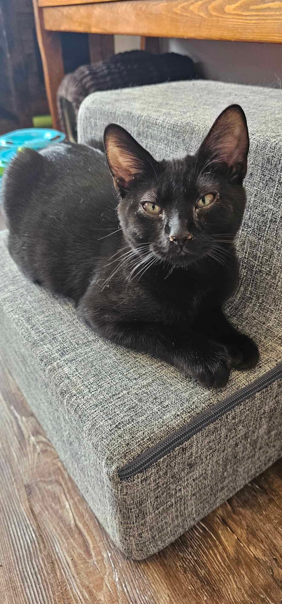Orian is a black cat is laying on a cushion on top of a staircase.