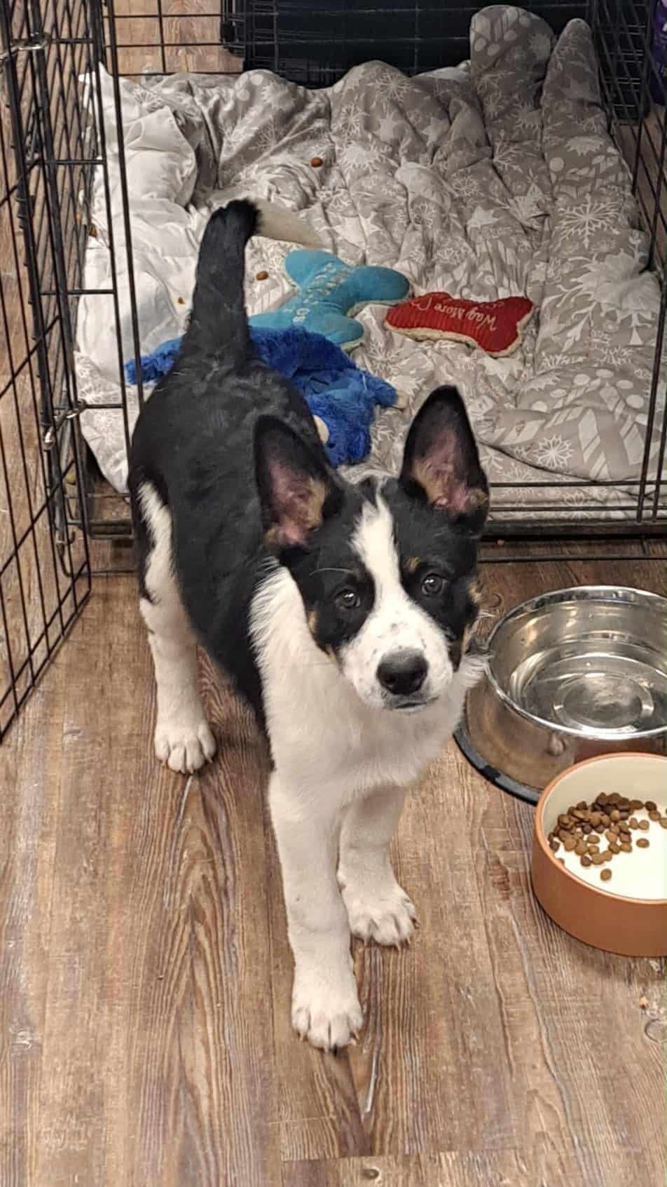 Ozzie is a black and white puppy is standing next to a bowl of food in a cage.