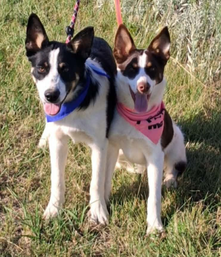 A black and white dog sitting next to a brown and white dog sitting on the grass. 