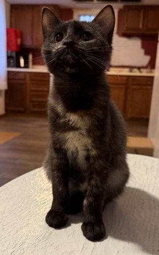 Dark tortoise shell kitten sitting on table