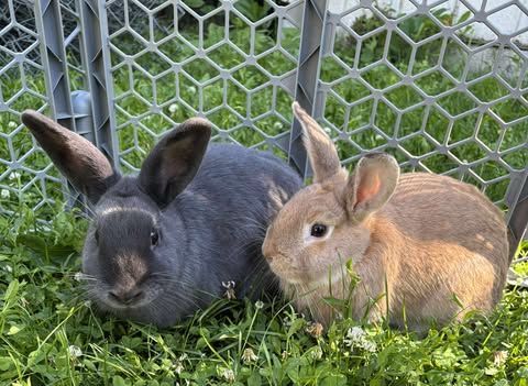Two rabbits are sitting next to each other in the grass.