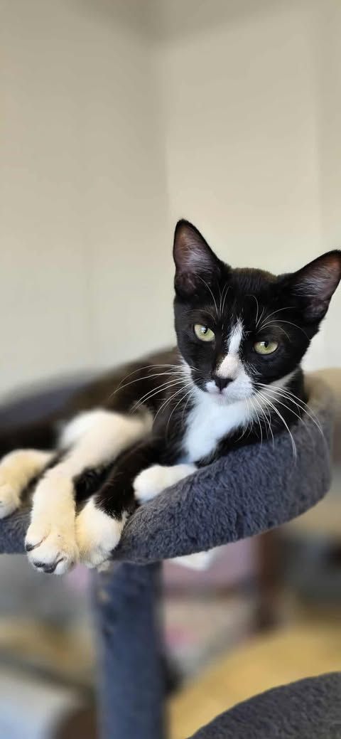 black and white kitten on cat tree 