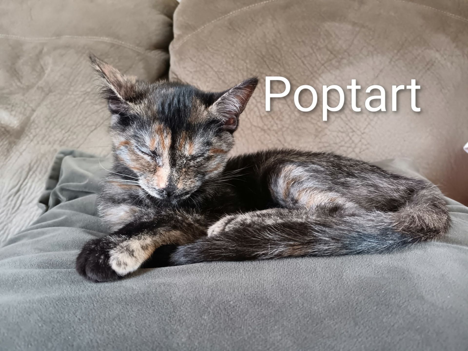 A tortoiseshell cat with black as the base coat and cream, orange, and white mixed in laying on a couch.