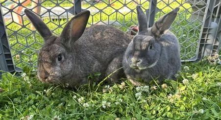 Two rabbits are sitting next to each other in the grass.