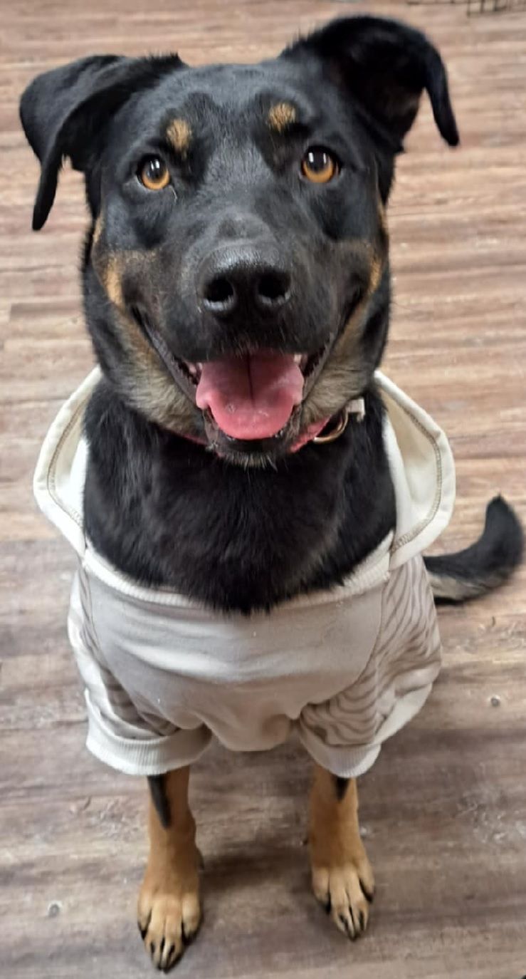 Pretty Girl is A black and brown dog wearing a white shirt is standing on a wooden floor.