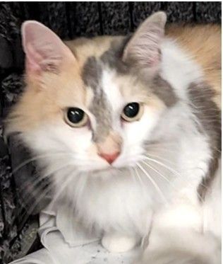 A calico cat with one orange ear and one gray ear. 
