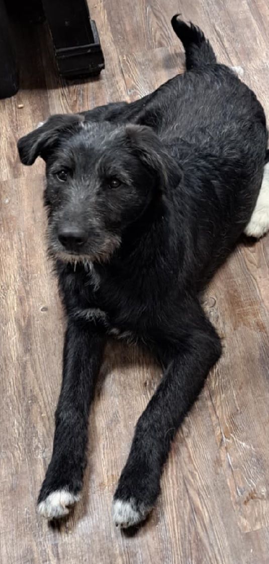 Reo is a black dog with white paws is laying on a wooden floor.