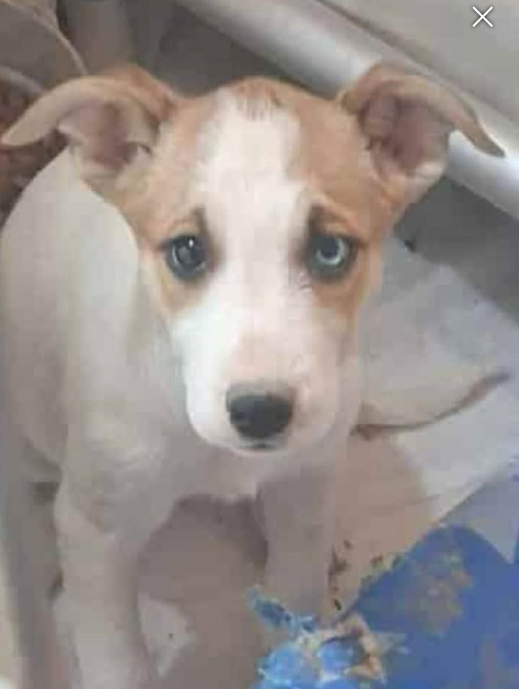A white a tan Terrier Husky mix sits on the floor. 