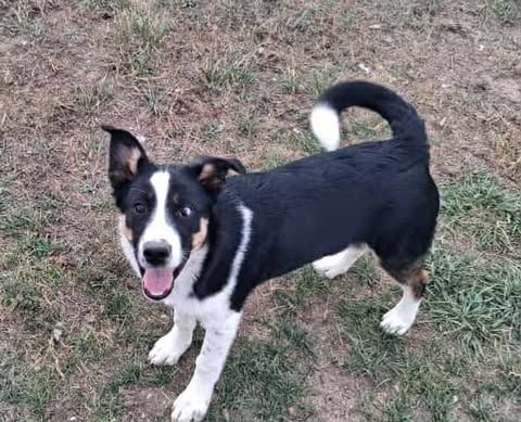 Black and white dog with white tip on tail on lawn