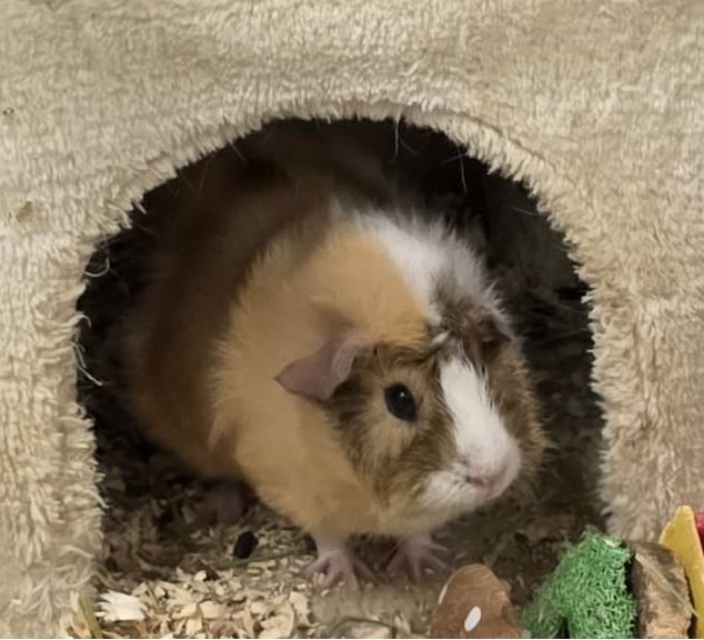 Shock is white, light brown, and dark brown Guinea Pig. 