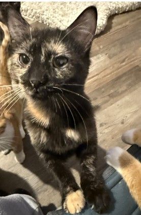 Sicki  is a cute kitten calico. She is on hardwood floor.