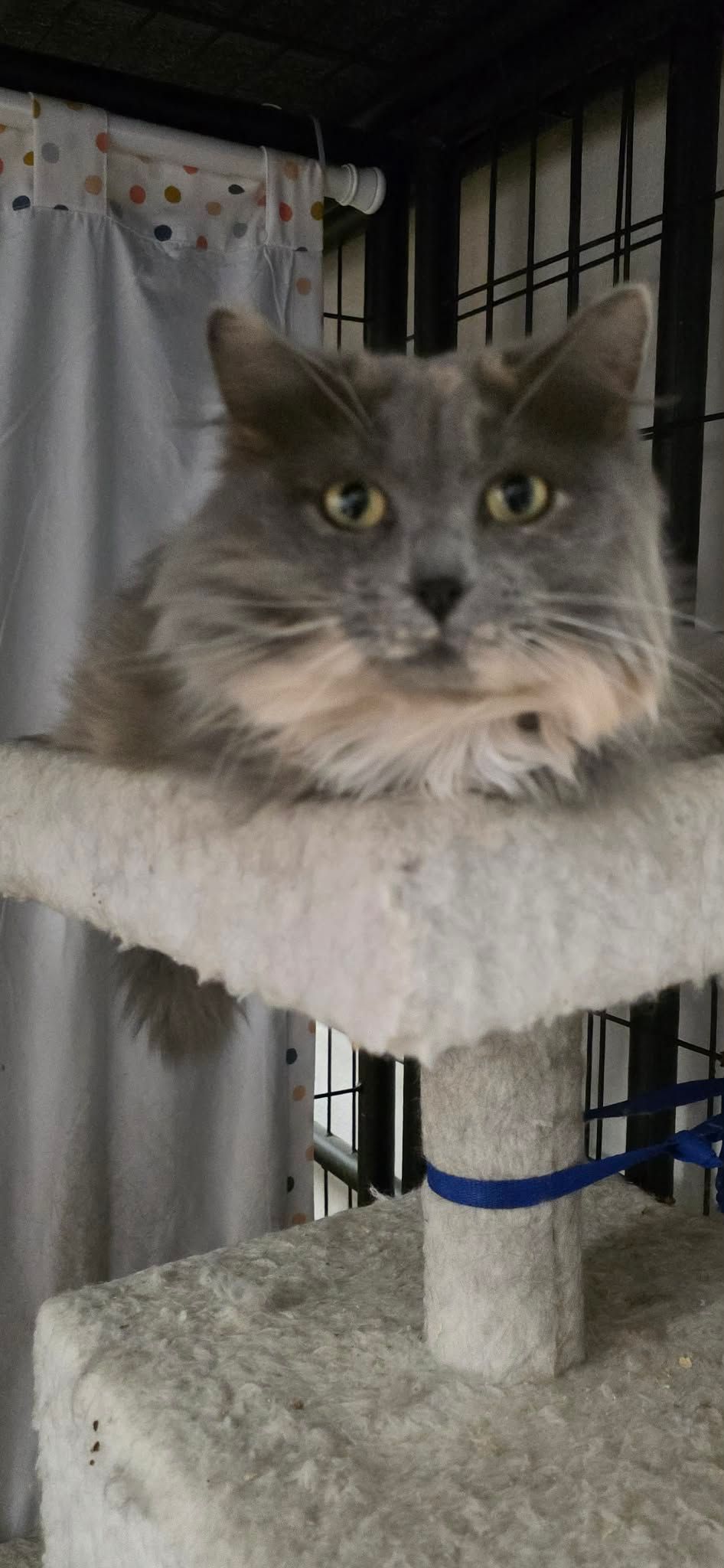 Gray and tan cat sitting on a tan cat tree.