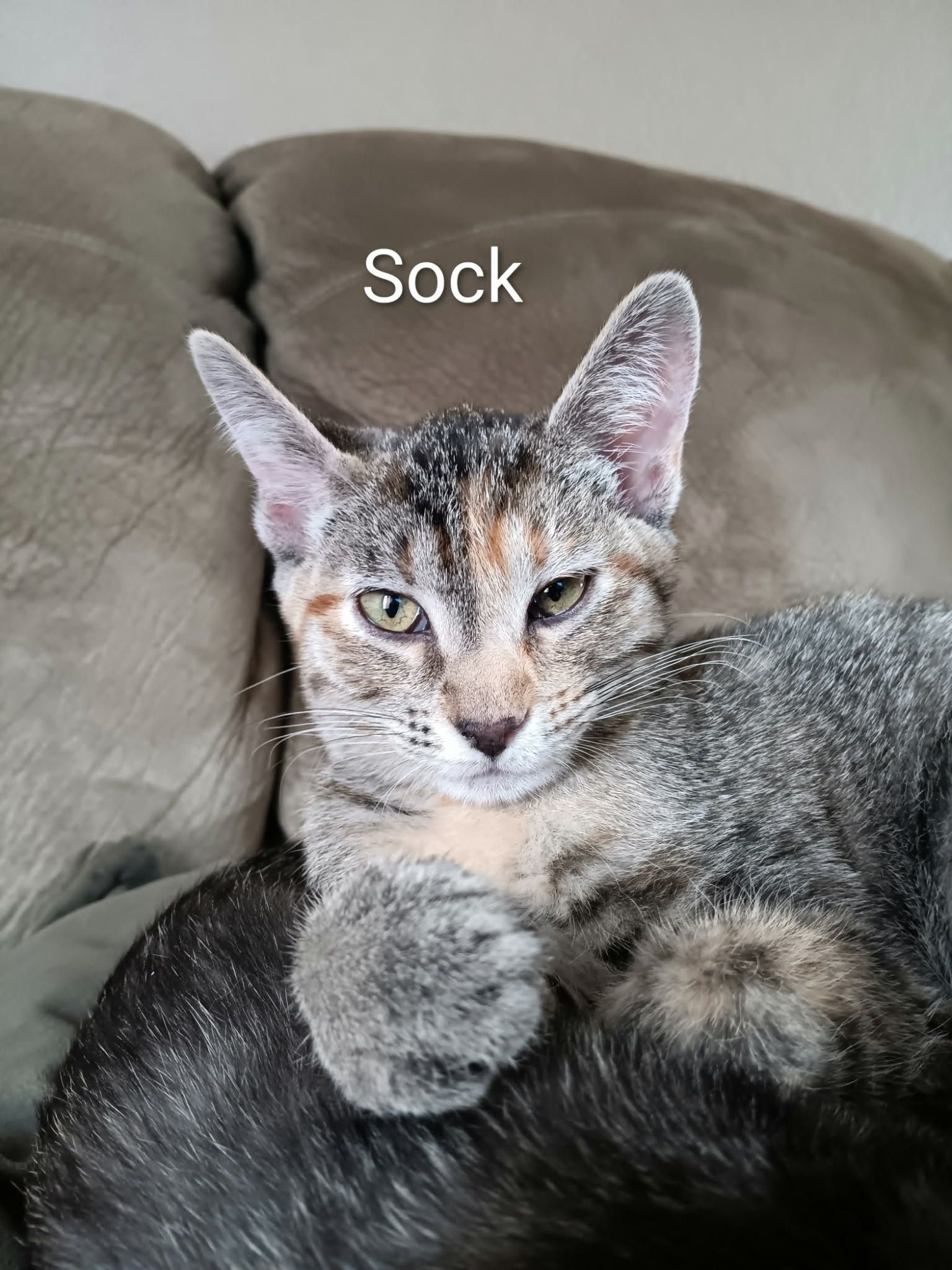 diluted tortoiseshell kitten sitting on the couch facing the camera with his multi color paws outstretch.