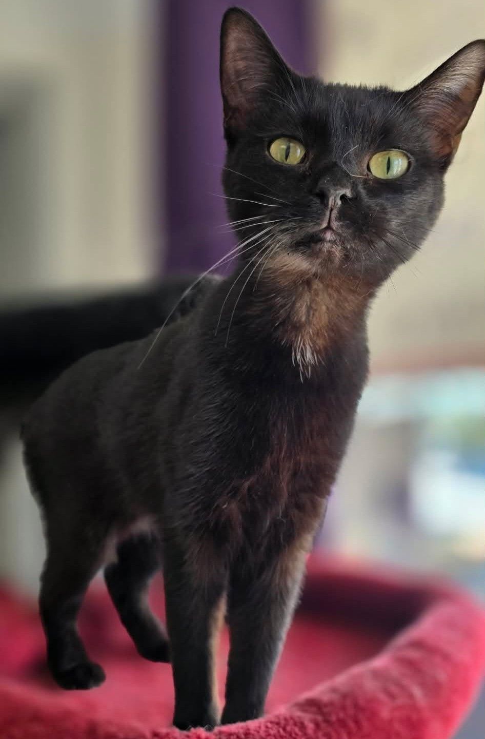 Star is a young black cat with yellow eyes staring at the camera. 